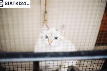 Siatki Skawina - Zabezpieczenie balkonu siatką - Kocia siatka - bezpieczny kot dla terenów Skawiny